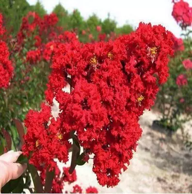 綠化工程苗木花卉苗木紫薇花苗紫微樹苗紅花紫薇苗紅火球百日紅
