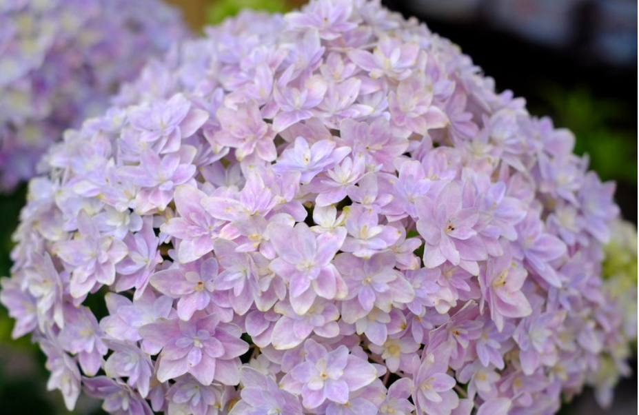 这几种半阴花卉养起来,阳台美得像花海!