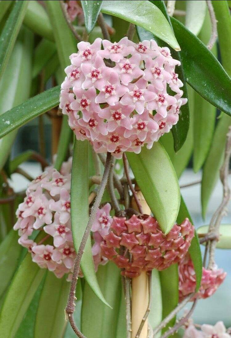 家里光照差,就养这8种耐阴花,好养易活 - 美优享 - 美丽优品分享好站