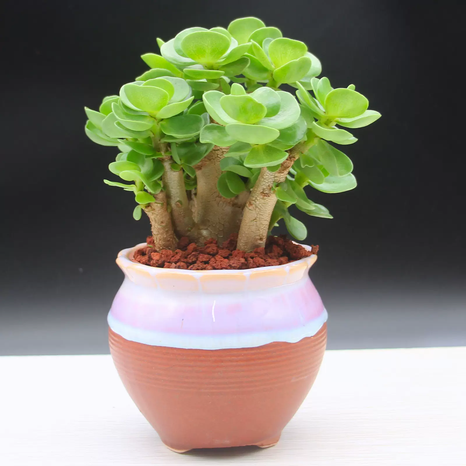 金钱木多肉植物钱多多老桩多年多头绿植盆栽桌面花卉带 金钱木多肉植物钱多多老桩多年多头绿植盆栽桌面花卉带