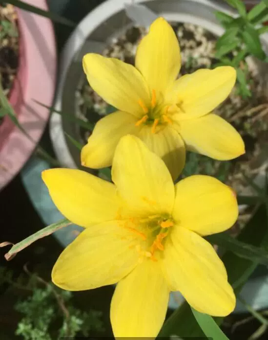 Zephyranthes 'Midas Touch