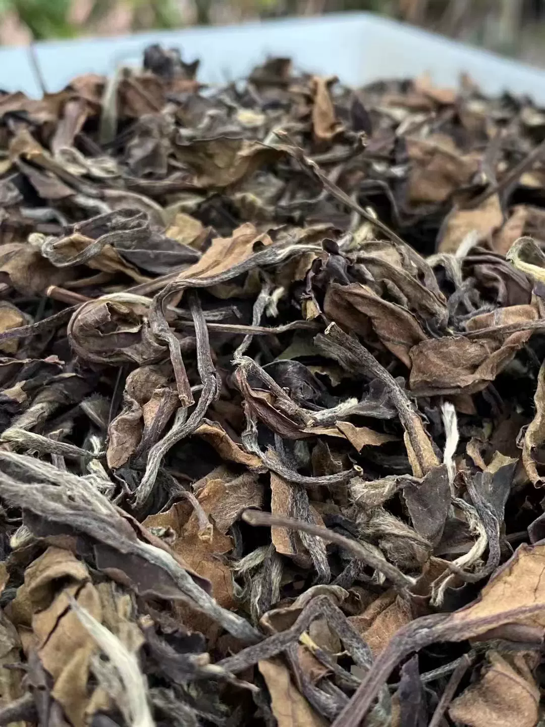 福鼎陳年老白茶2005年壽眉散茶福建產日曬白茶500克帶有棗香