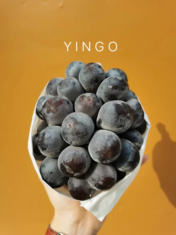 明年5月再见 日本冈山巨峰葡萄猫眼紫黑提品种pione酸