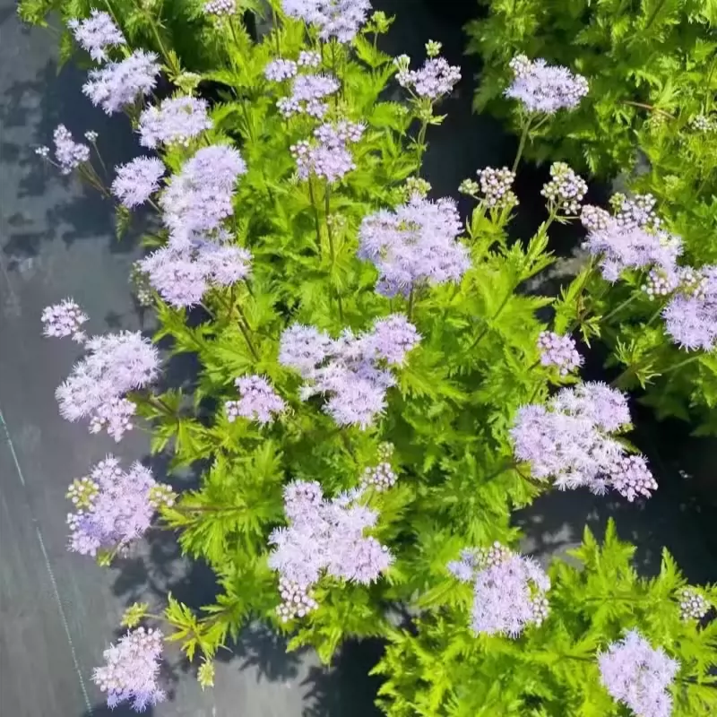 羽叶蓝雾花 蓝雾草 花境植物 紫色小花 多年生耐热 耐寒盆栽地栽