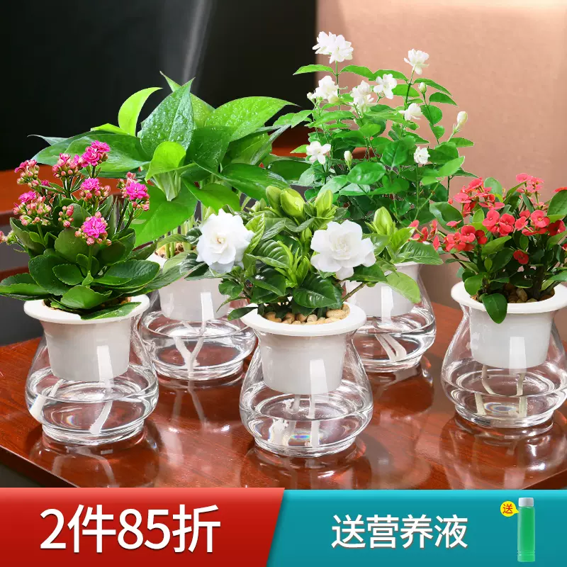 栀子花茉莉花盆栽花卉植物室内水养绿萝水培多肉客厅桌面