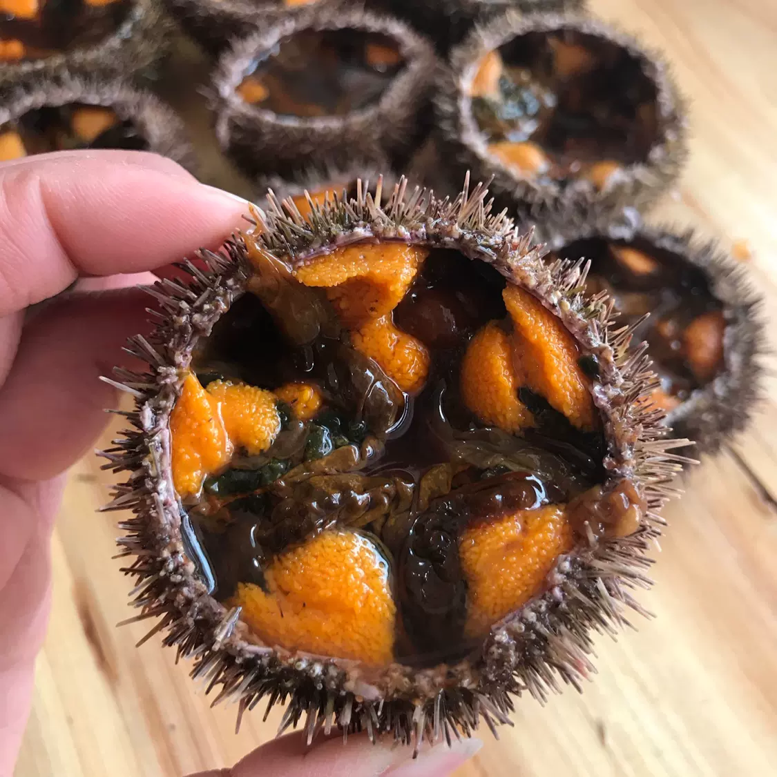 上海閃送鮮活大連黃金馬糞海膽刺身即食馬糞膽新鮮海 上海閃送鮮活大連黃金馬糞海膽刺身即食馬糞膽新鮮海