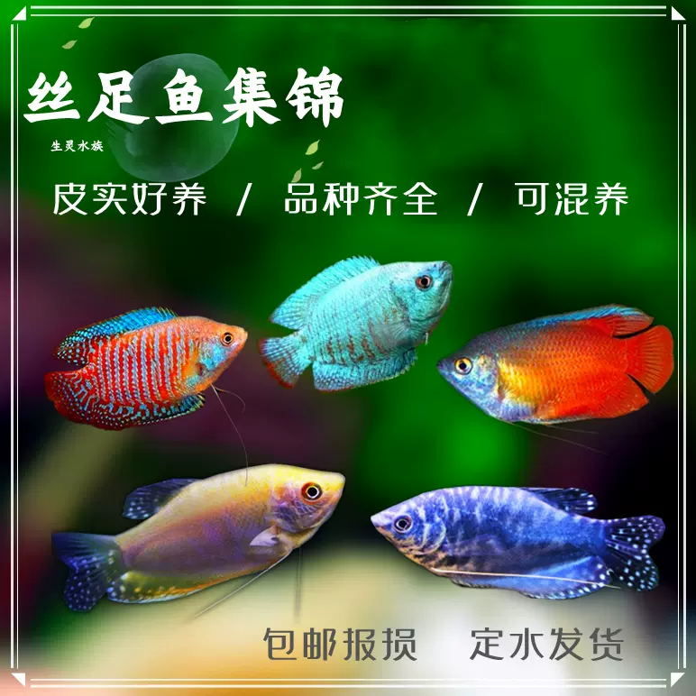 红蓝丽丽七彩鱼黄蓝曼龙吃蛋白虫珍珠马甲活体小型热带观赏鱼包邮-Taobao