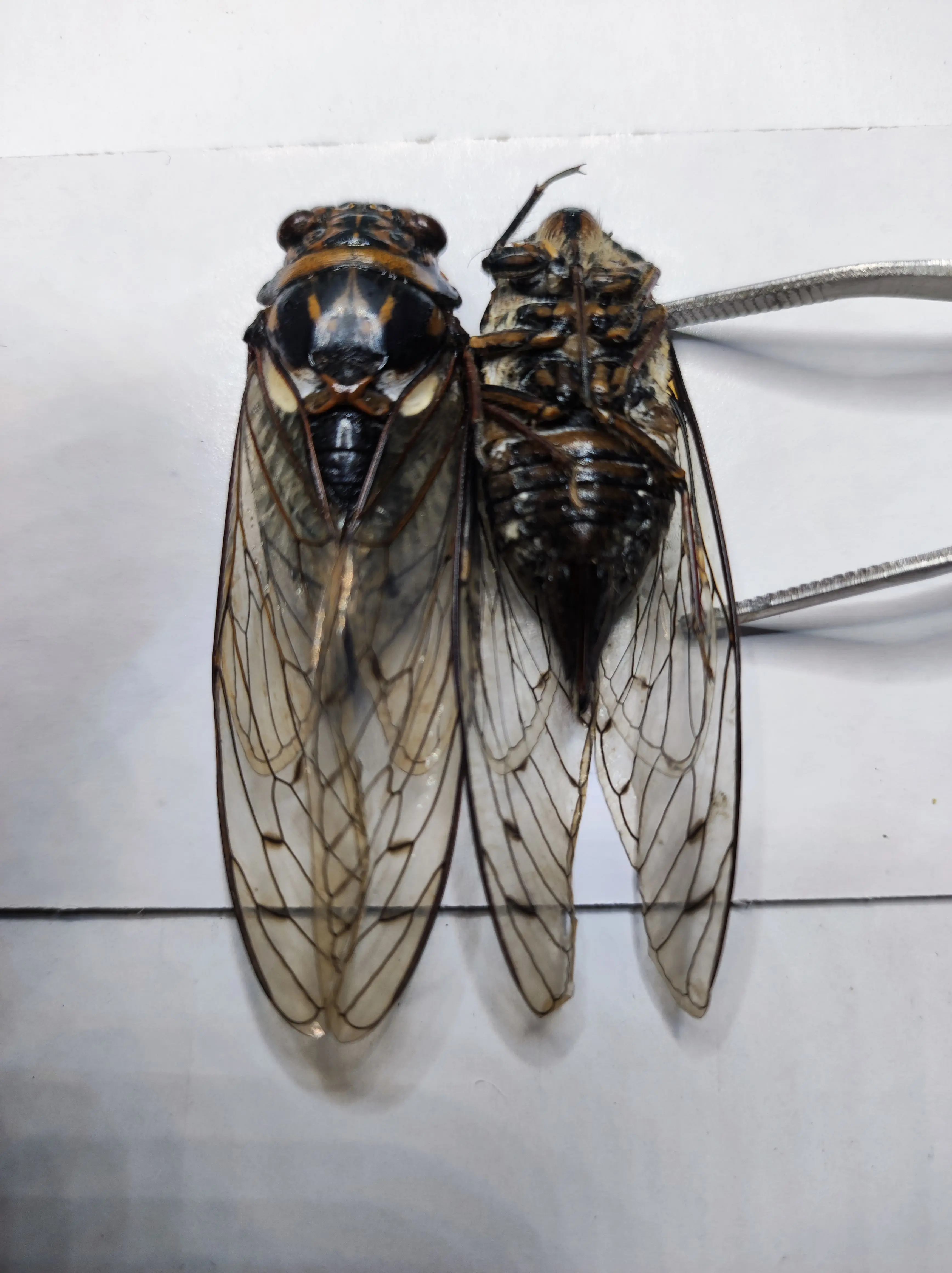 蝉标本维西大马蝉