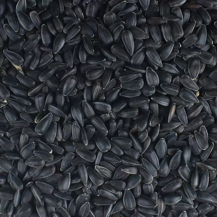 黑珍珠小黑瓜子葵花子油葵鸟食仓鼠粮10斤不可人