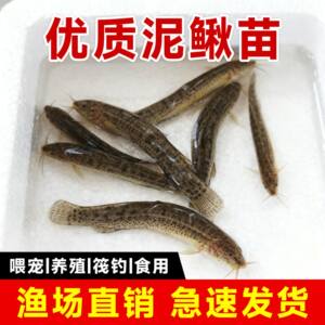 Loose seedlings Freshly fed pets fishing arowana live bait Turtles Feming loach breeding freshwater ornamental fish fishing