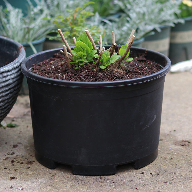 Black gallon pot thickened extra large diameter sunscreen flower pot ...