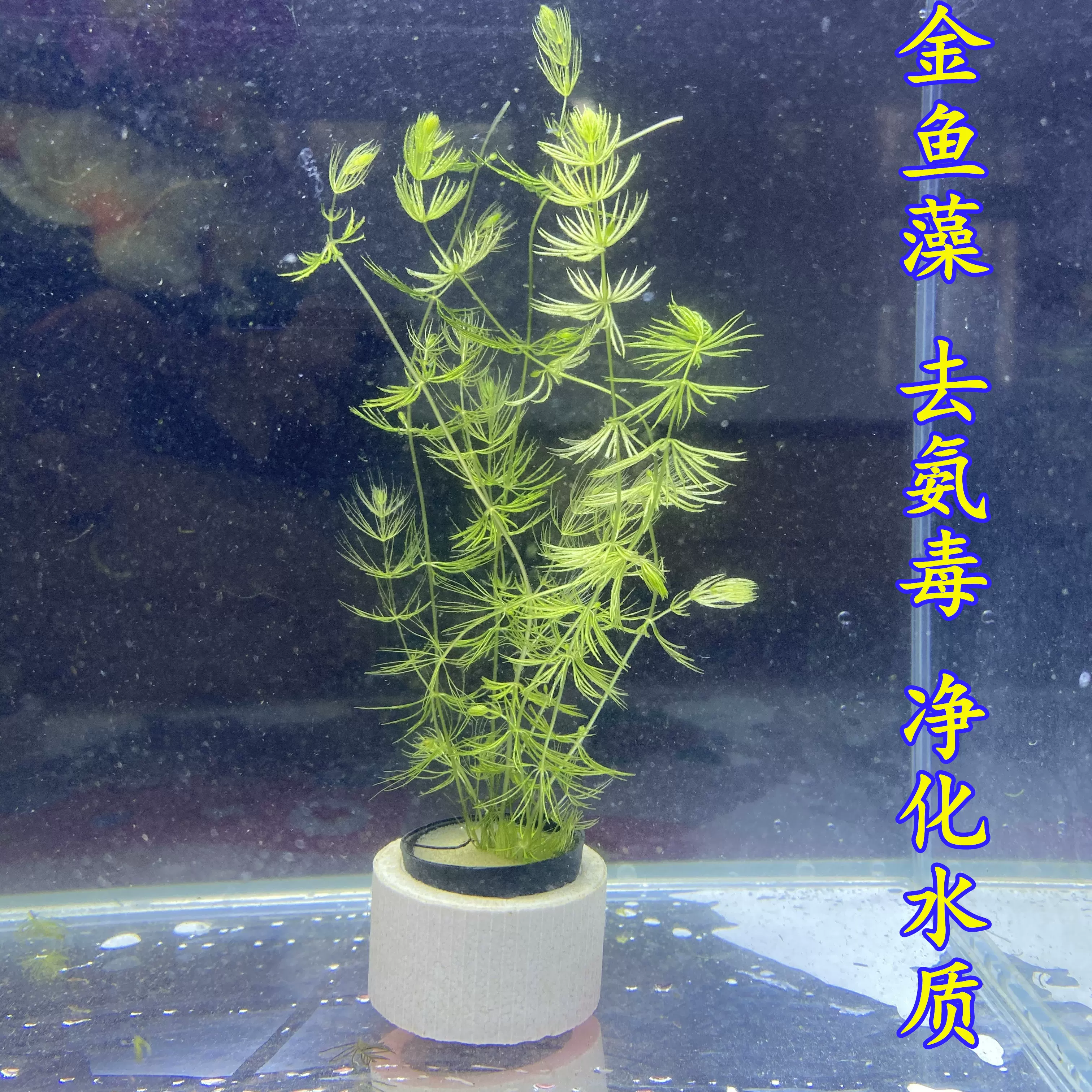 品质星球金鱼藻轮叶黑藻蜈蚣草水芙蓉水葫芦淡水活体前景真水