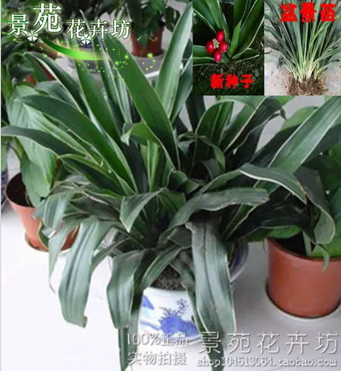 乔迁结婚盆栽地栽青叶万年青室内植物金边万年青绿植花卉四季 乔迁结婚盆栽地栽青叶万年青室内植物金边万年青绿植花卉四季