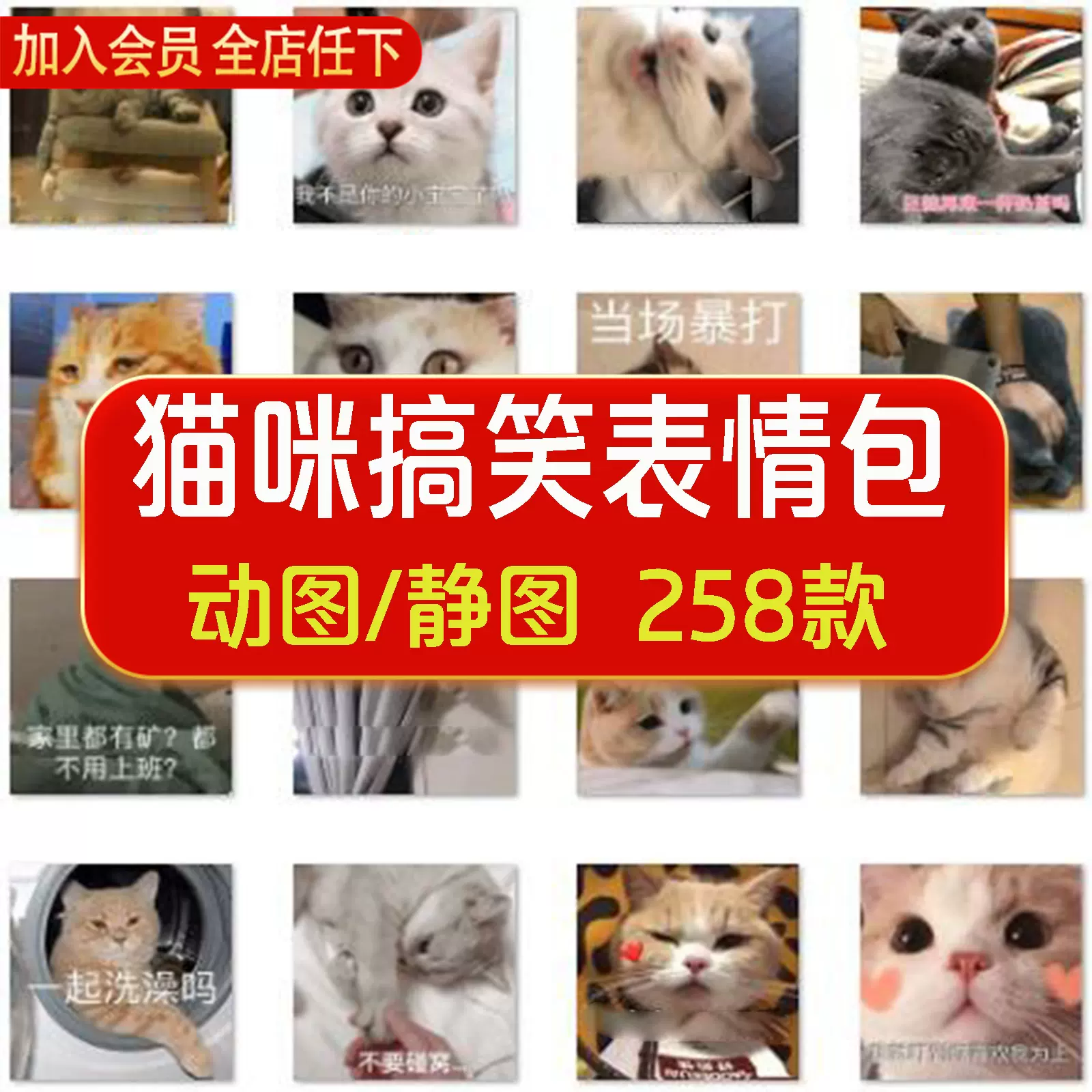 猫猫主人猫咪卖萌可爱沙雕撒娇斗图怼人猫星人动态静态