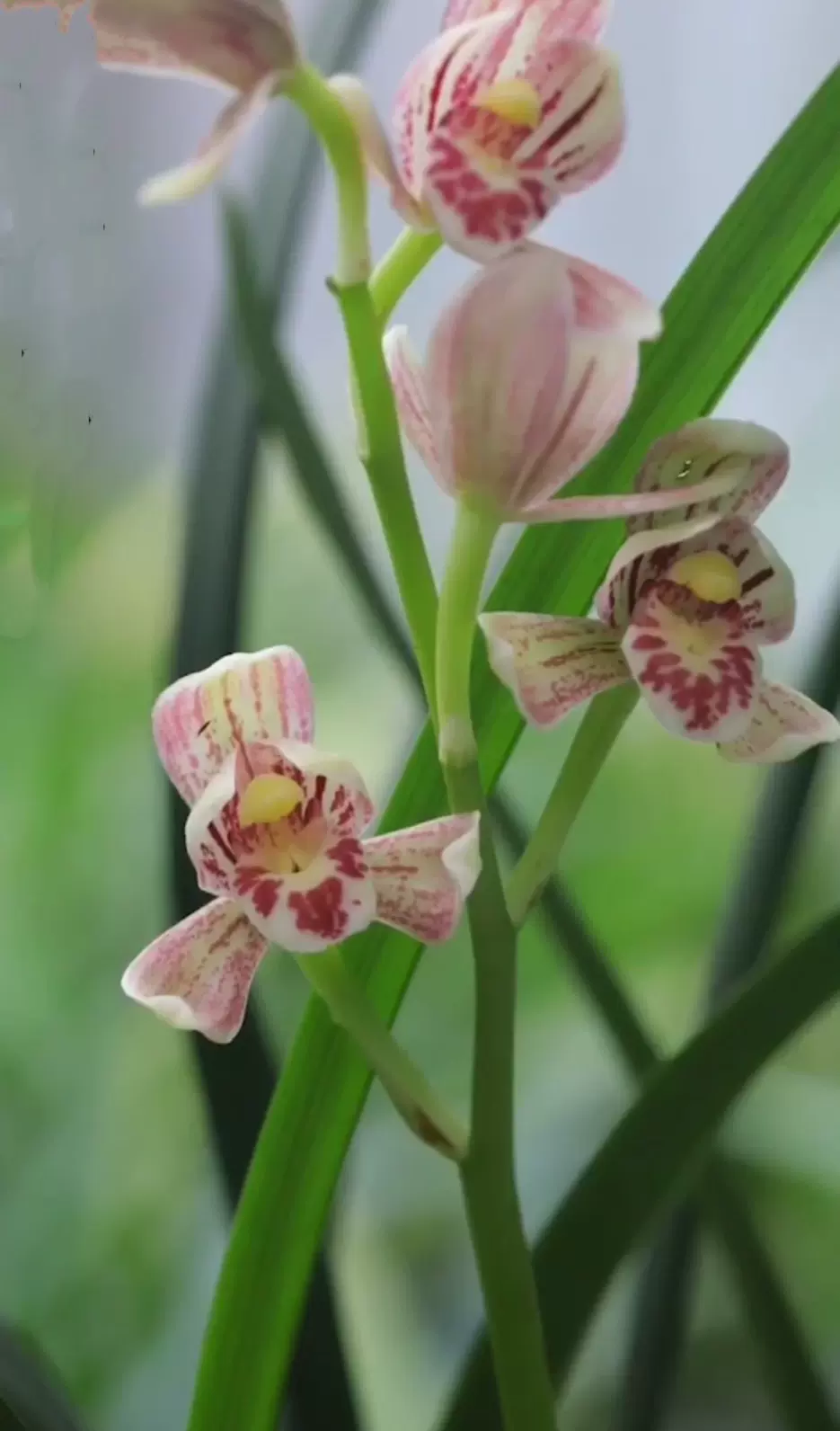 馮達鋒國蘭 樣品蘭花苗建蘭匯翠粉荷