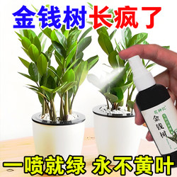 Money tree potted money tree fortune tree green plant indoor living room balcony office desktop plant evergreen all year round