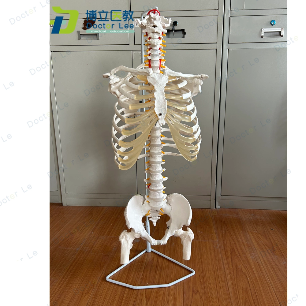 人體脊柱模型骨骼脊椎成人1:1頸椎胸椎肋骨盆盆整骨胸骨肋骨模型-Taobao