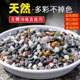 Natural colored stone fish tank special bottom sand succulent potted paving stone multicolored stone rain flower stone landscaping ornaments