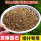 Vermiculite perlite particles root cutting seedling cultivation soil matrix succulent hatching rose soil nutrient soil
