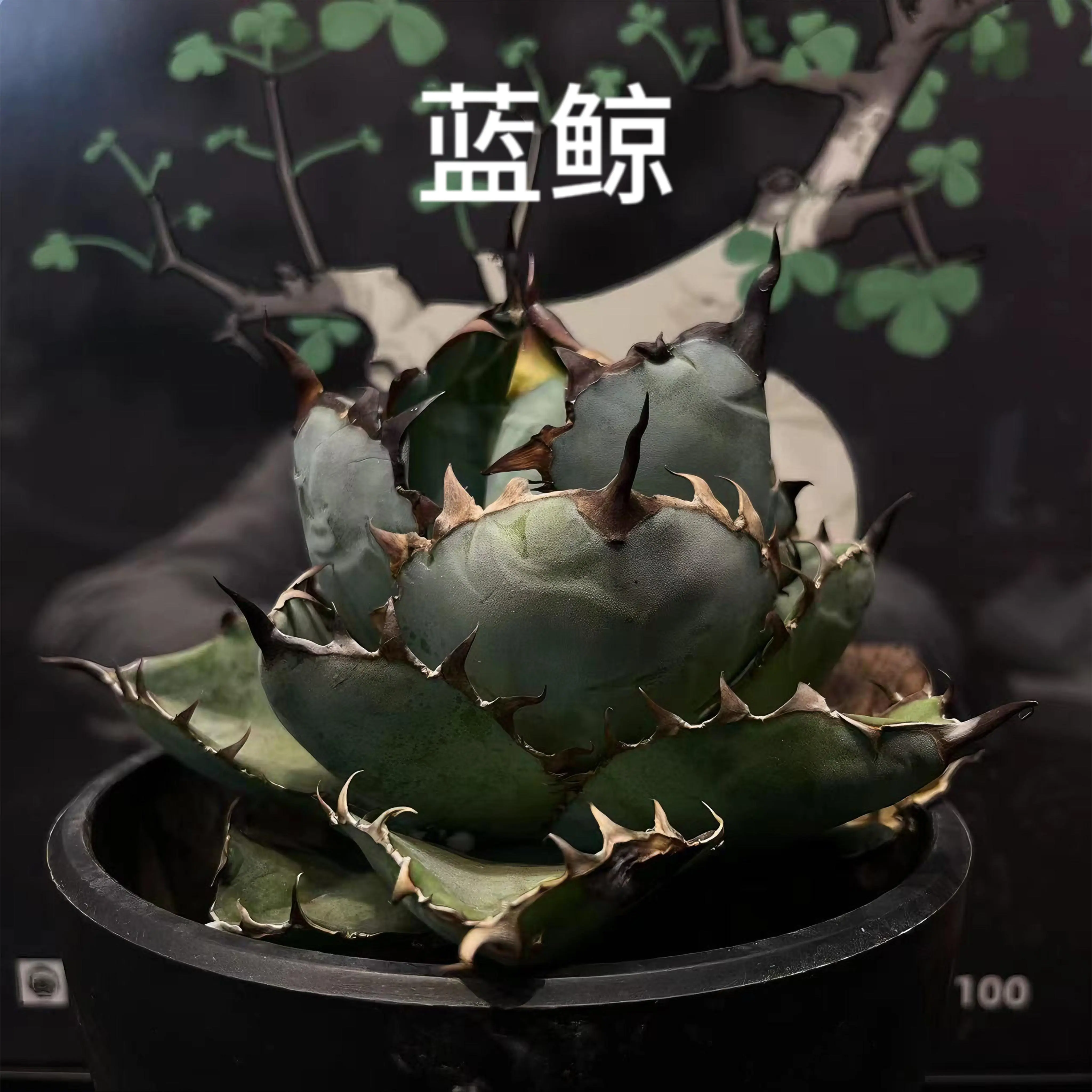 龙舌兰红猫仁王冠Agave Titanota red catweazle 硬叶多肉植物-Taobao