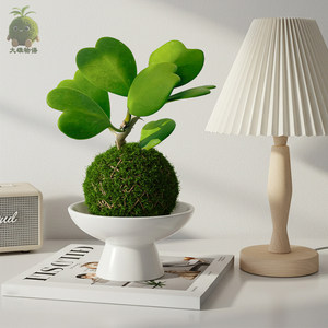
Heart-leaf ball orchid moss ball office green plant lazy plant indoor living room desktop succulent potted plant good for raising flowers