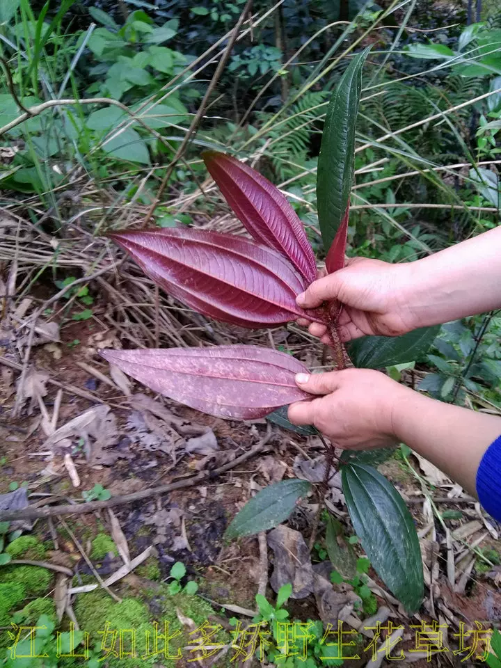 紫叶野牡丹红爆牙狼红背大叶牡丹酒瓶果