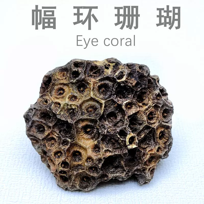 幅环珊瑚化石原石单体珊瑚玉海洋生物化石原石摆件科普教学标本-Taobao