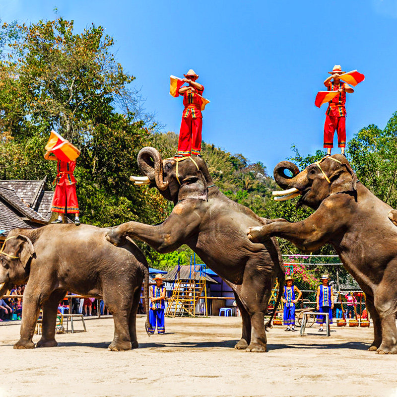 【四钻酒店】云南西双版纳旅游亲子野象谷森林公园5天4晚跟团游