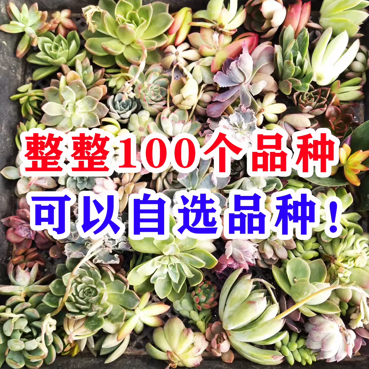 100颗淡雪多肉植物无根砍头苗幽灵公主肉肉种苗小苗易养成悬崖桩-Taobao