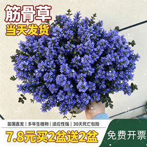 
Musculoskeletal grass Ji twelve single perennial cold-resistant and drought-resistant potted ground cover plant flower mirror flower sea courtyard garden easy to grow