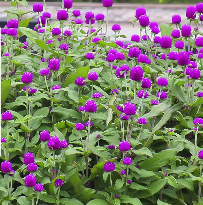 千日紅千日紫種子春播觀花種子百日紅火球花景觀綠化易活