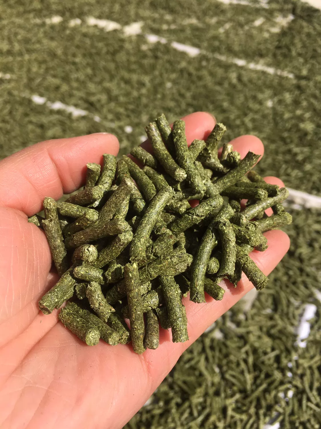 提莫西草草粉颗粒兔子龙猫荷兰猪仓鼠草粮5斤包邮兔子粮猪粮饲粮