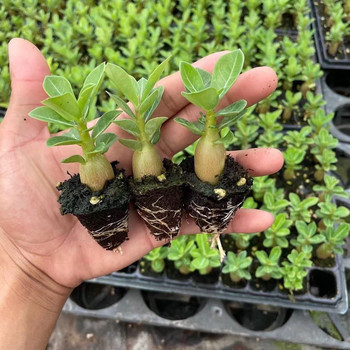 Desert rose seedlings potted plants bloom all year round in the courtyard, indoor and outdoor balconies, easy to grow flowers and green plants, desert roses