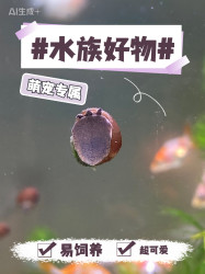 Fish tank aquarium algae removal live pet snail cleaning snail stream tank stone snail
