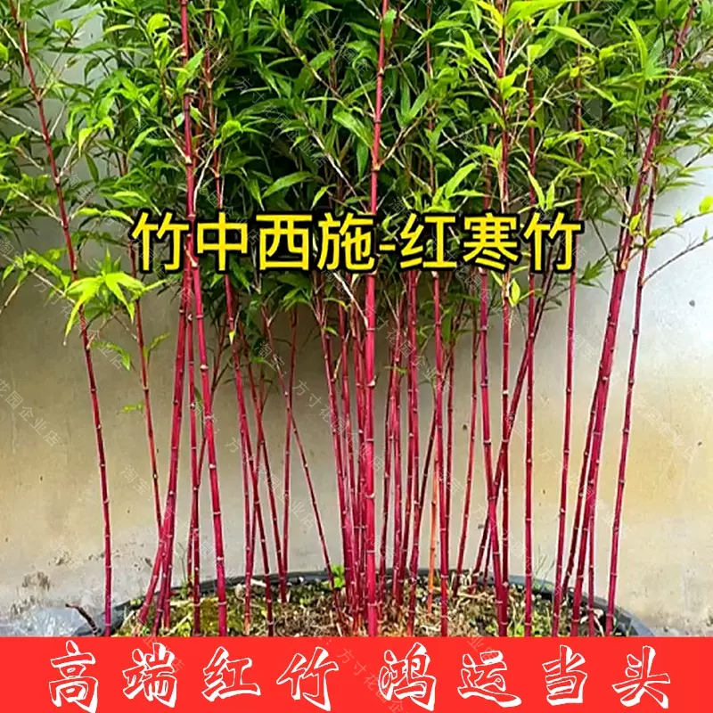 竹 紅寒竹 朱竹 庭木・植木：朱竹（紅寒竹）* 樹高130cm 全高150cm