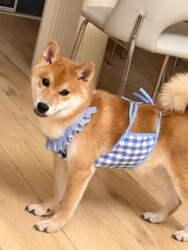 Plaid Pet Dog Clothes for Male Dogs, Anti-Dirt, Belly Protection, Anti-Cold, Ultra-Light, Belly-Covering, Pure Cotton, All-Season