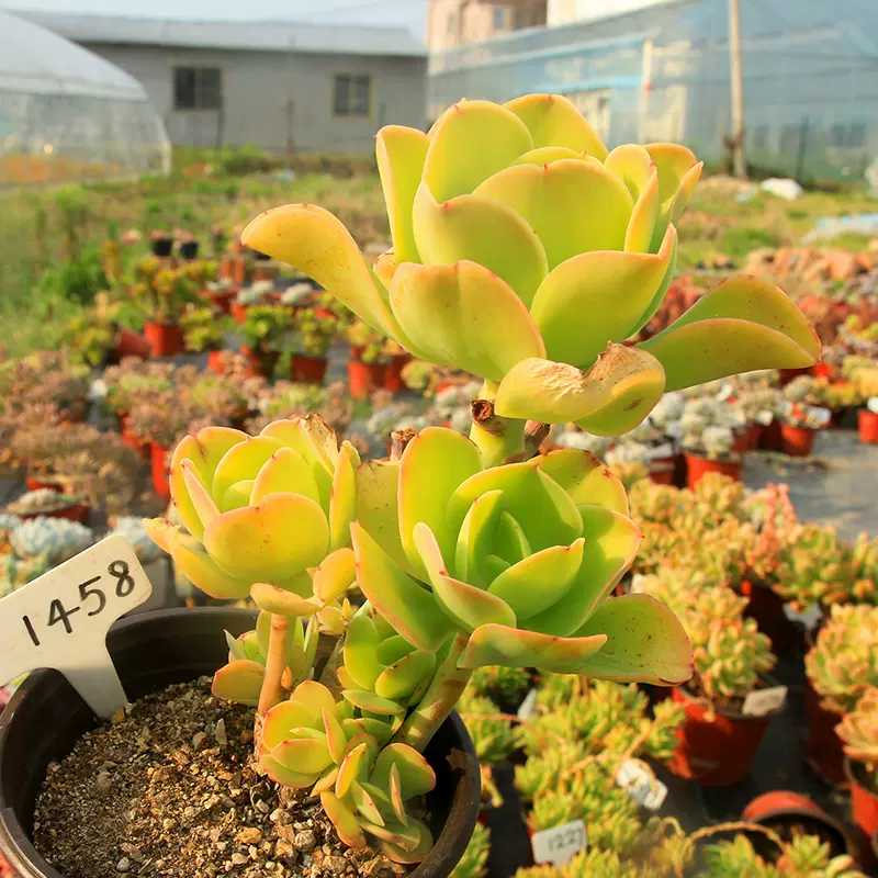 柠檬卷多肉植物一物一拍大型品种趣味盆栽很大一颗