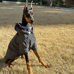 Dog Winter Clothing, Large Dog Clothes, Stylish Reflective Hooded Jacket, Doberman, Samoyed, Border Collie, Medium and Large Dog Outdoor Jacket