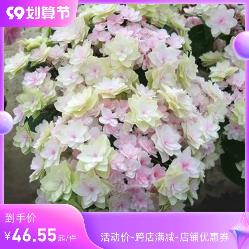 星花火繡球花大苗大花重瓣花色絢麗陽臺庭院盆栽花卉綠植紫陽花苗 Taobao