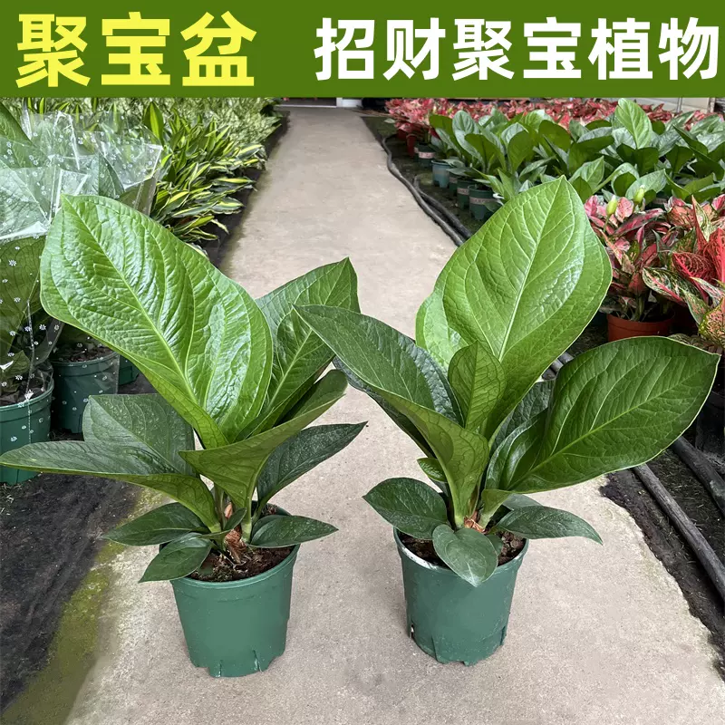 亦盆栽」五葉松 逢える 那須娘 小品盆栽 美芸鉢入り