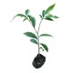 Authentic Qi Nan agarwood seedlings Vietnam Qi Nan agarwood seedlings garden greening potted plant shipment
