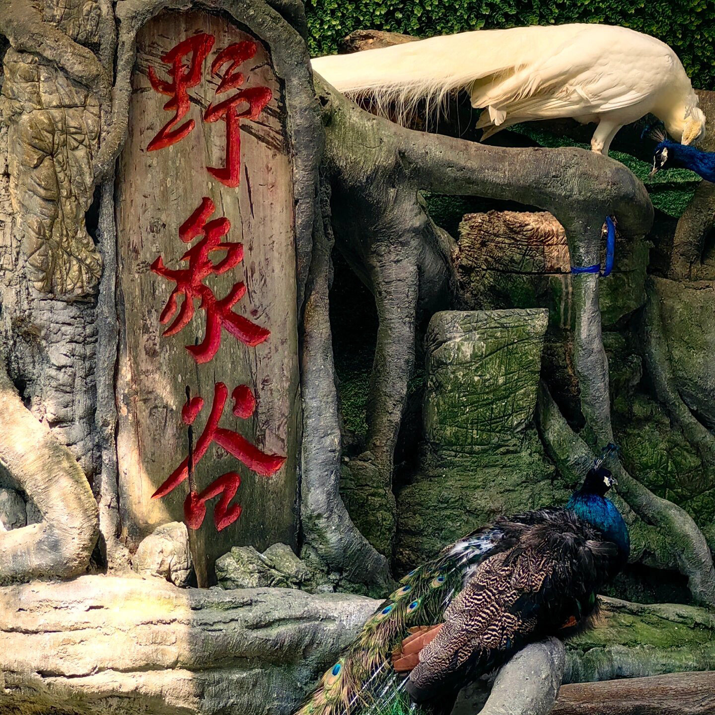 含中餐 西双版纳3日游/野象谷+原始森林+植物园+傣族园+望天树