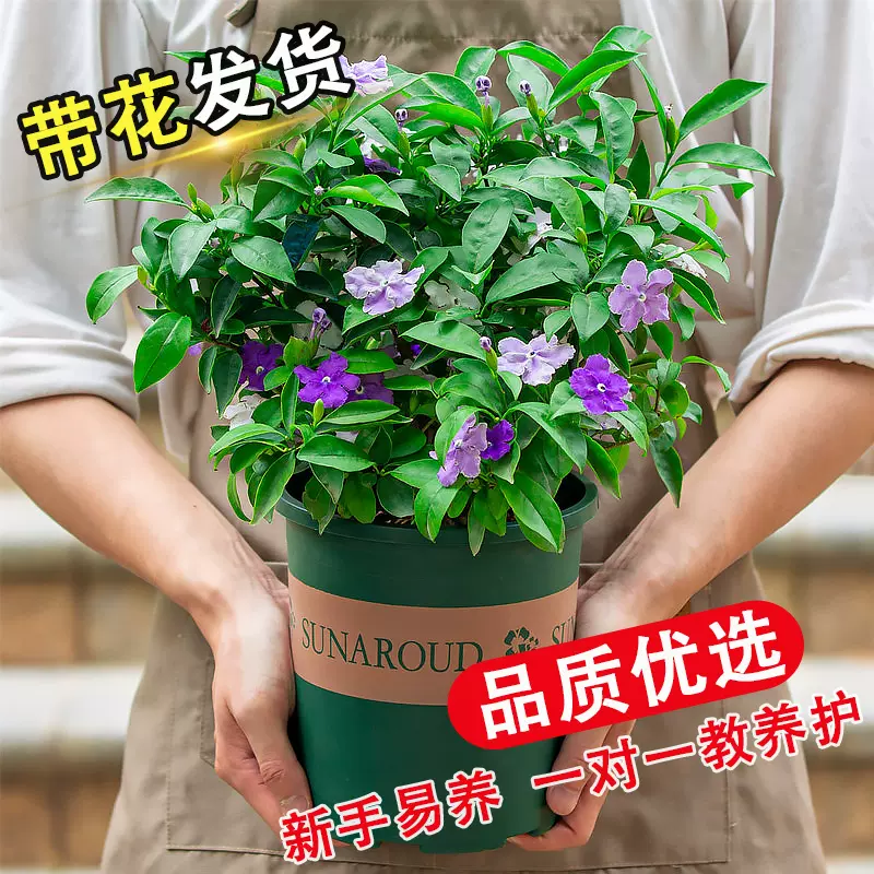 双色茉莉花盆栽非洲鸳鸯茉莉花苗树浓香四季开花虎头茉莉绿