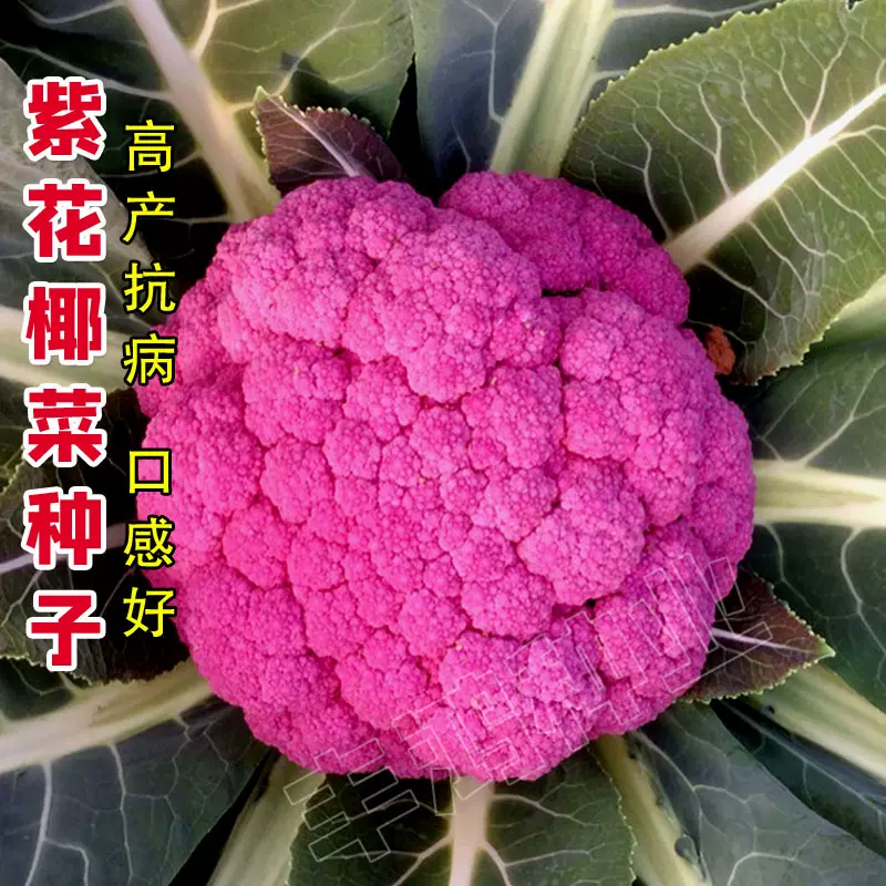 进口紫色花椰菜种子特色有机紫色花菜菜花种籽稀有蔬菜品种春秋