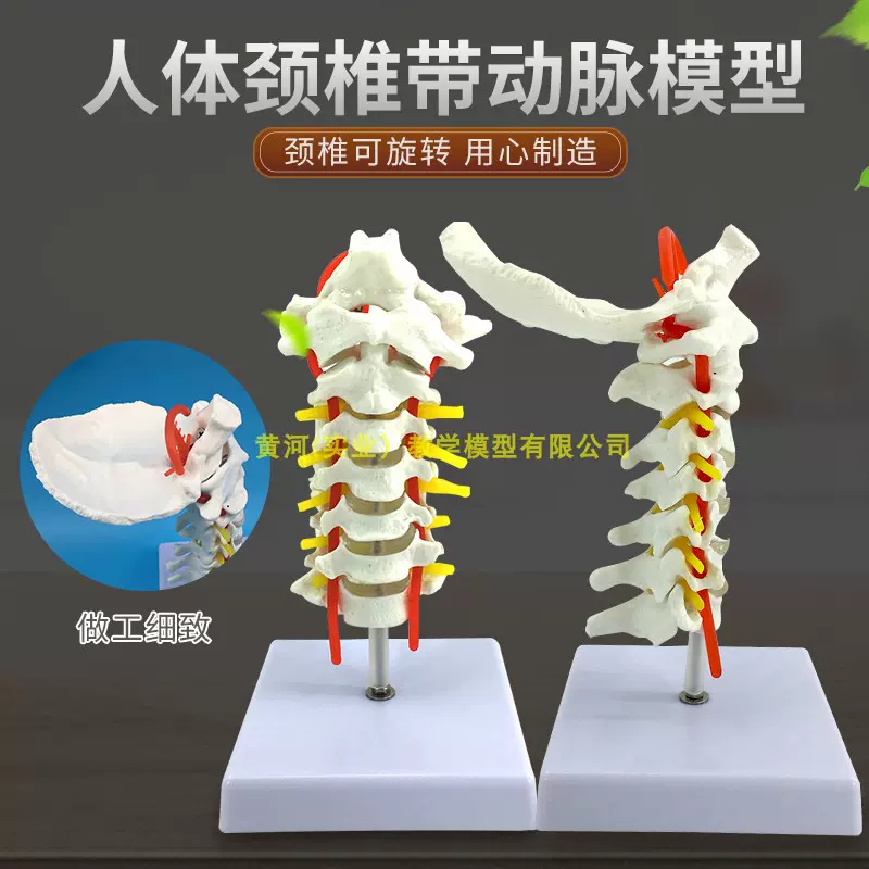 人体颈椎模型后枕骨椎间盘神经颈椎带颈动脉关节标本颈骨血管-Taobao