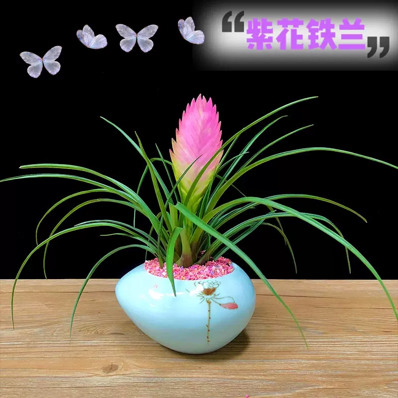 铁兰盆栽水培植物室内阳台四季绿植开花花卉鸿运当头紫花