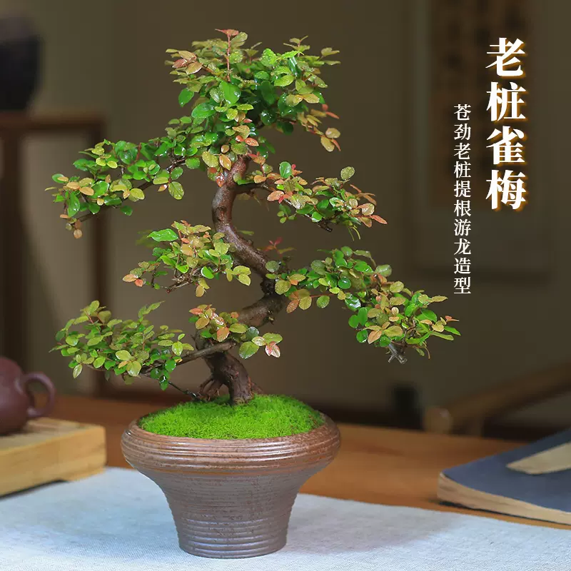 値下げ！盆栽 姫桜桃【ヒメオウトウ】 - 植物/観葉植物