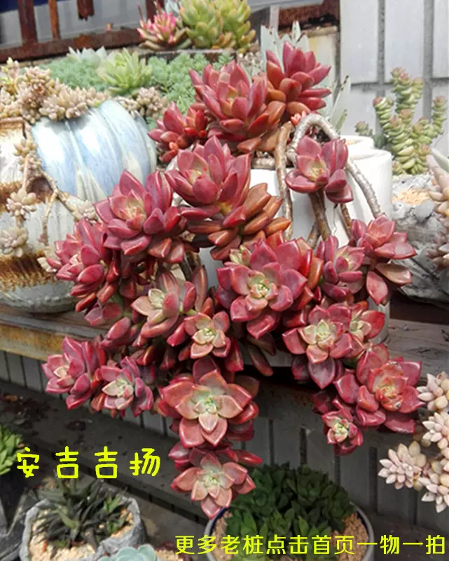 姬朧月懸崖樁寶石花錦多肉植物