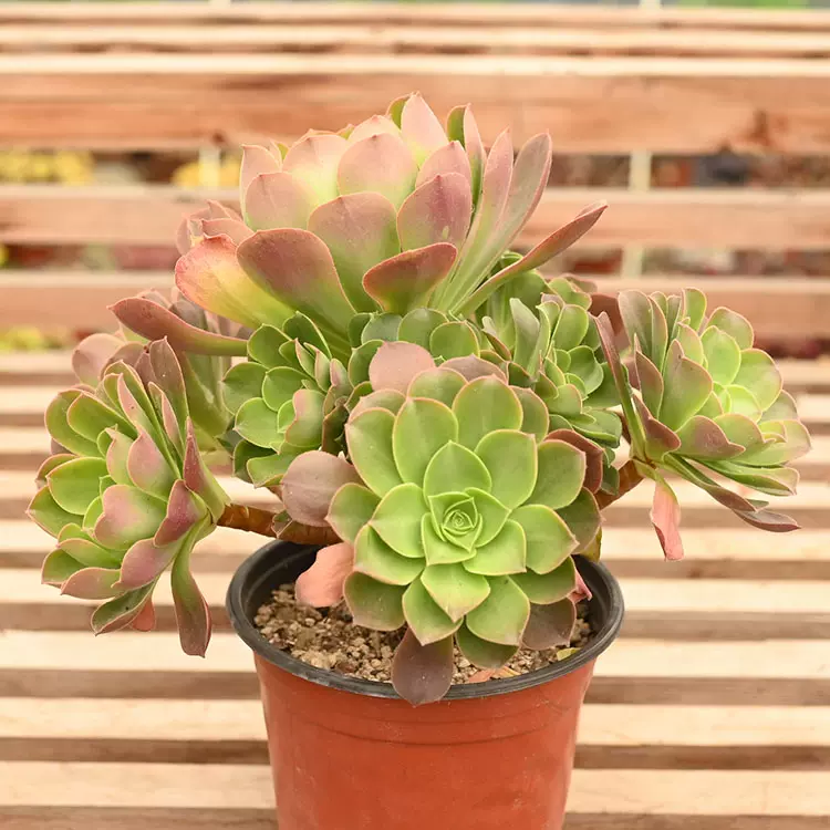 多肉植物 アエオニウム ❤️小葉香炉皿法師缀化❤️23cm!拔き苗！3年生老桩 多肉植物 アエオニウム ❤️小葉香炉皿法師缀化❤️23cm!拔き苗！3