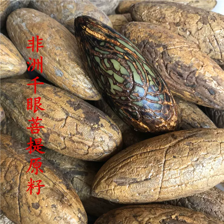 精品千眼菩提子原籽原料按斤大果陰皮綠果文玩菩提果把玩掛件天然-Taobao